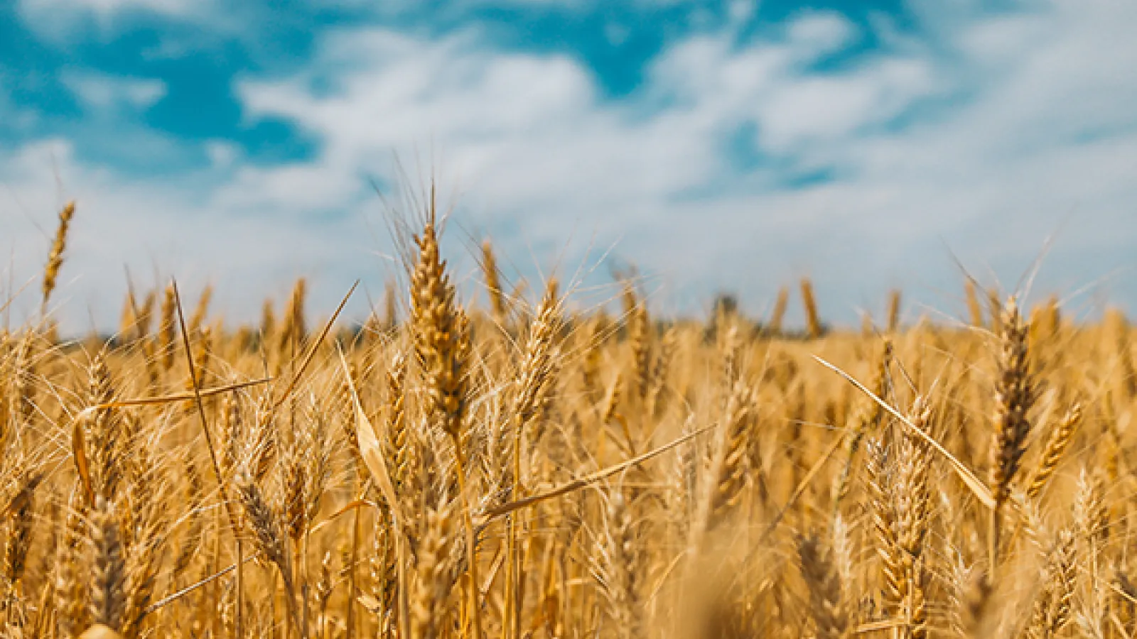 Wheat field
