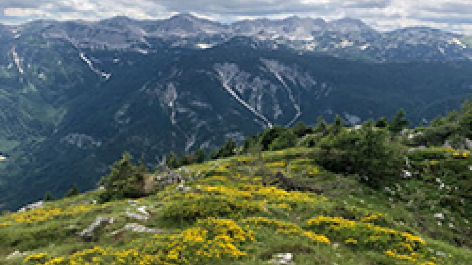 A mountain meadow covered with flowers, with moutains and clouds in the background